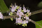 American beautyberry